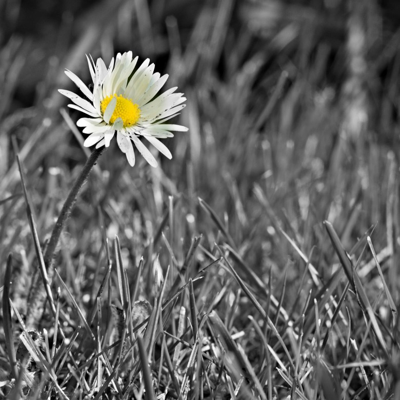 Ping Lin photography