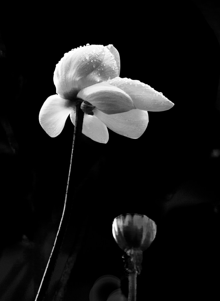 Ping Lin Photography