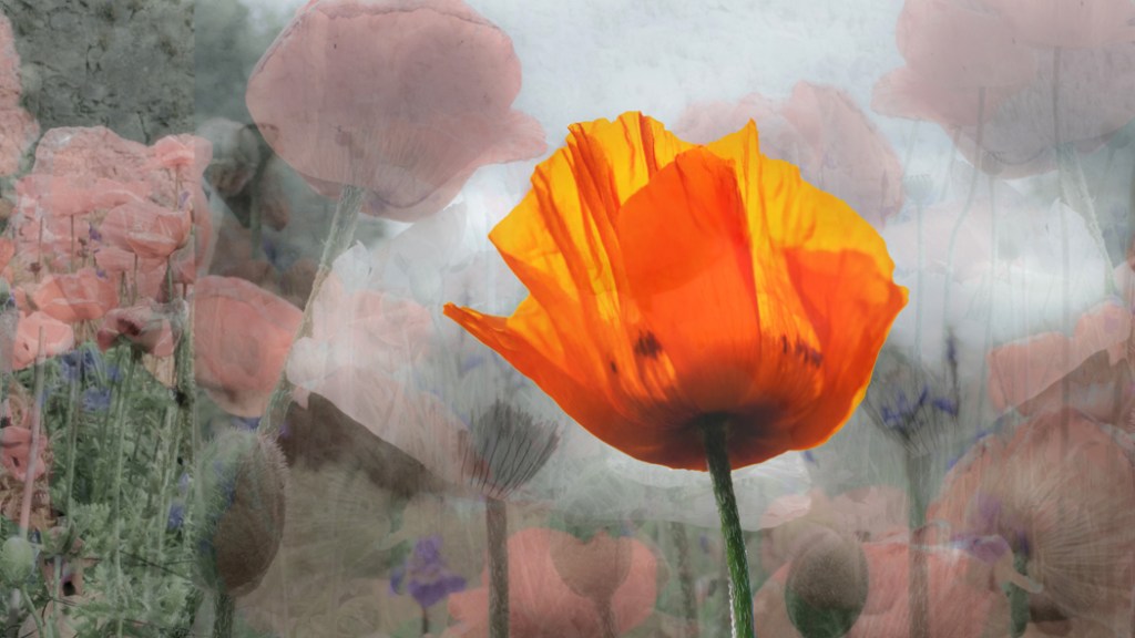 Ping Lin photography